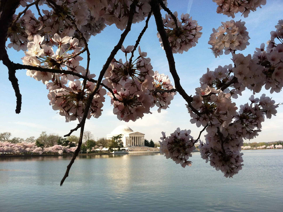 National Cherry Blossom Festival in Washington, DC – Jenni Bick