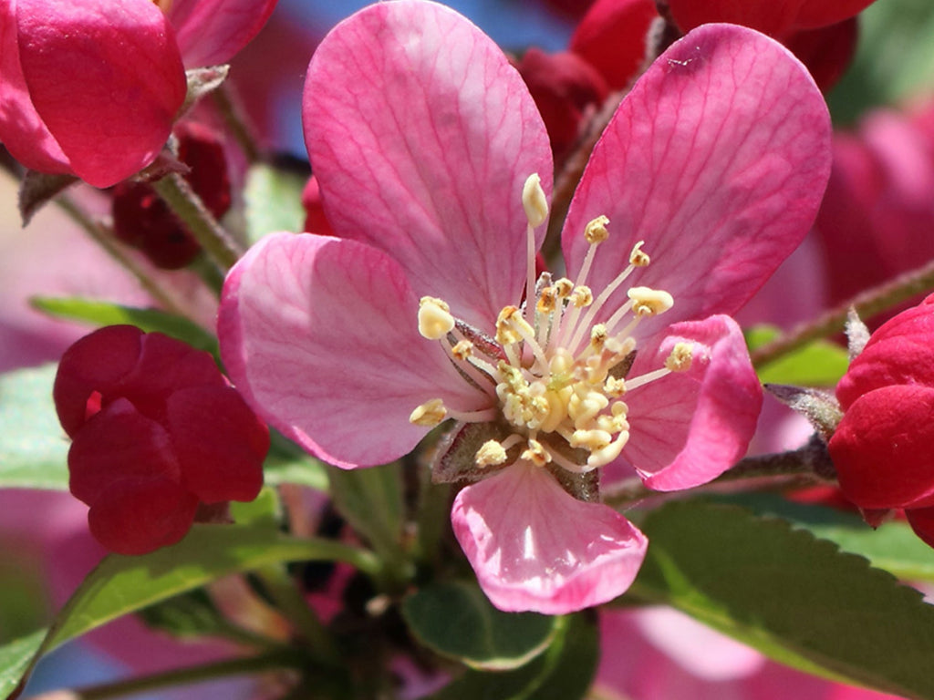 Dominant Industry 005 Apple Blossom Fountain Pen Ink